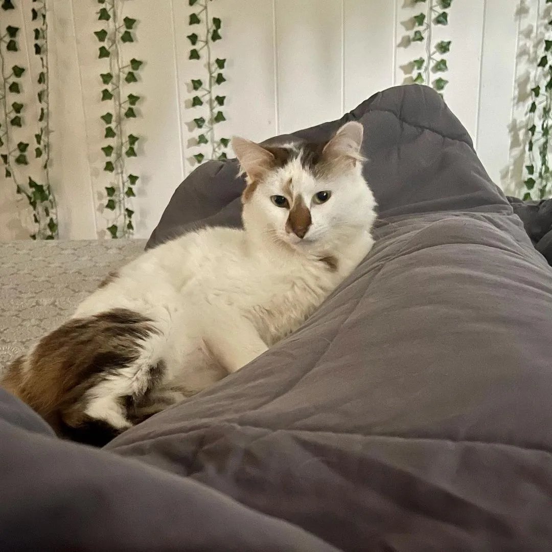 Hermosa gatita esponjosa