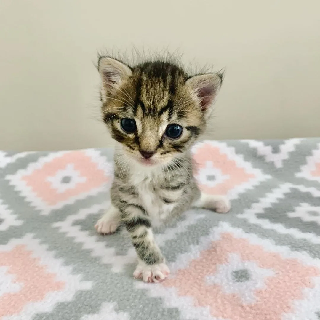 Hermoso gatito de tres patas