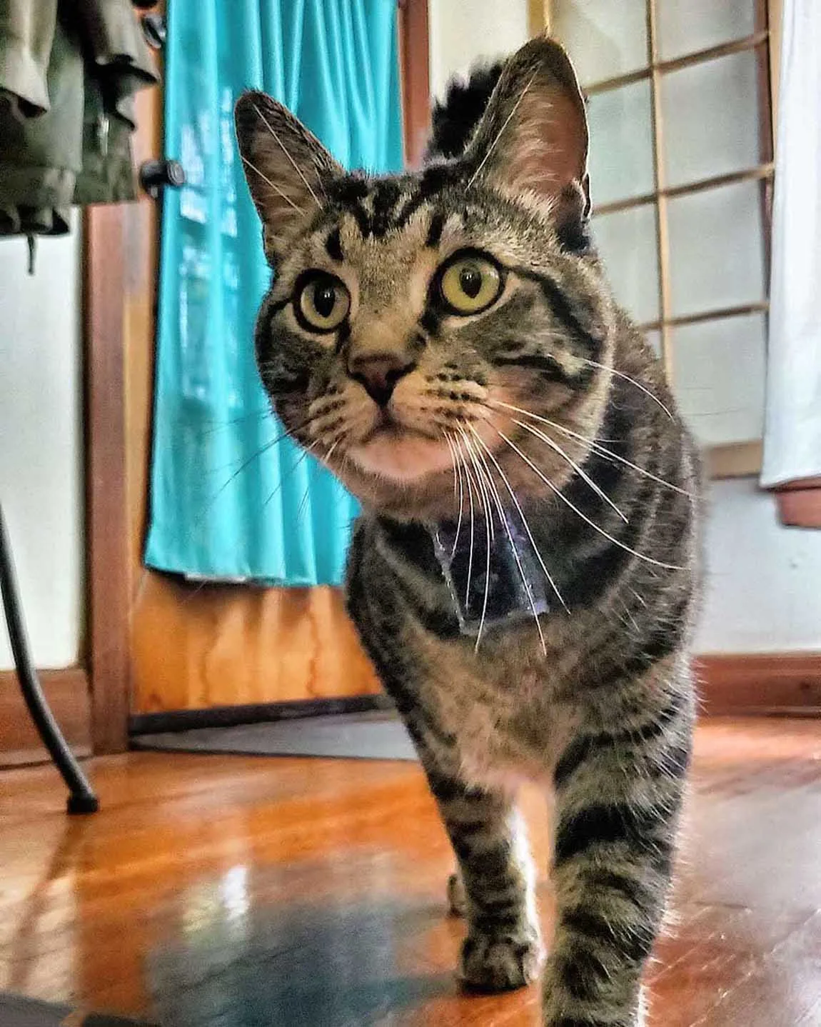 Hermoso gato atigrado