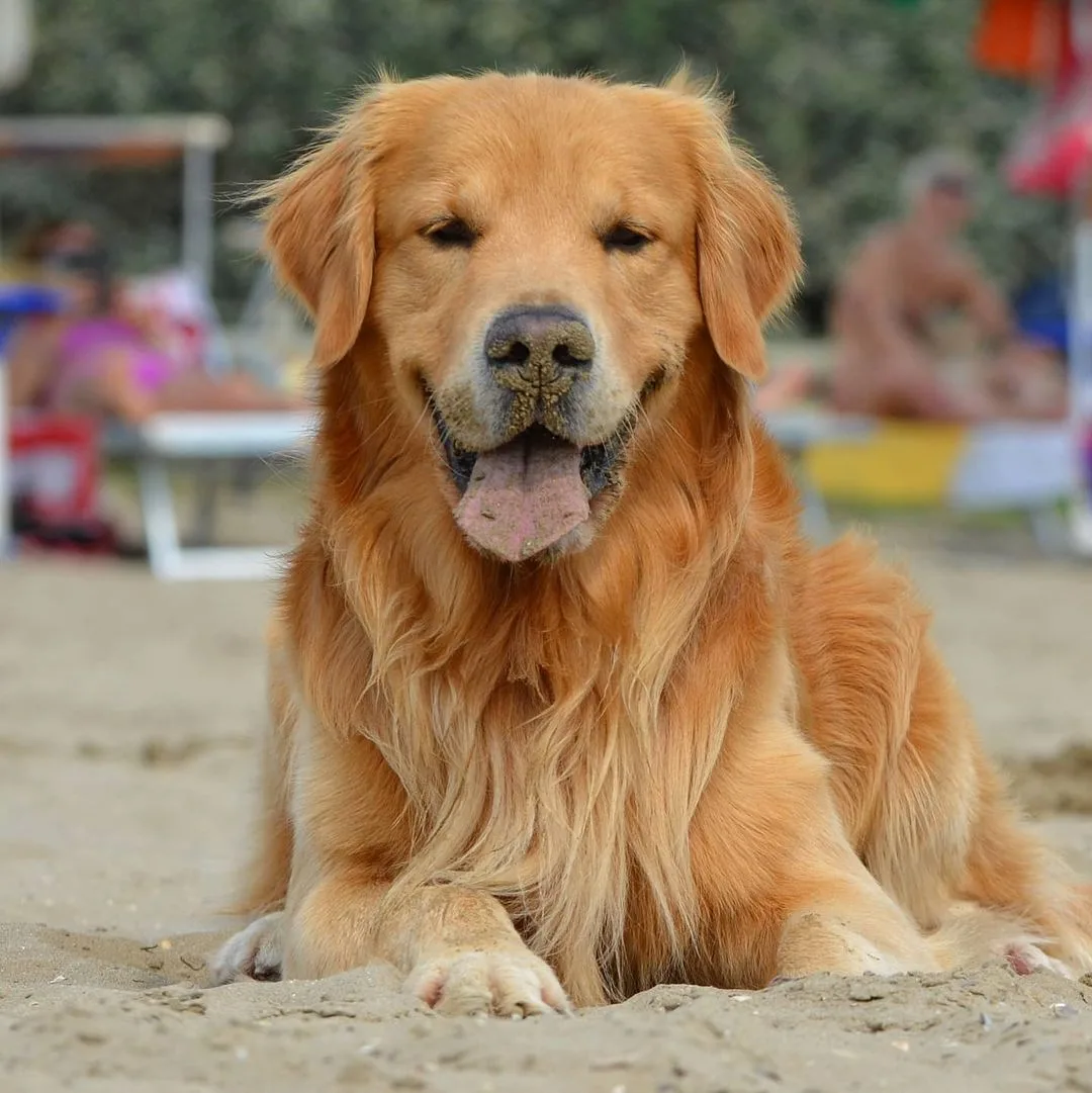 Hermoso perro en la playa