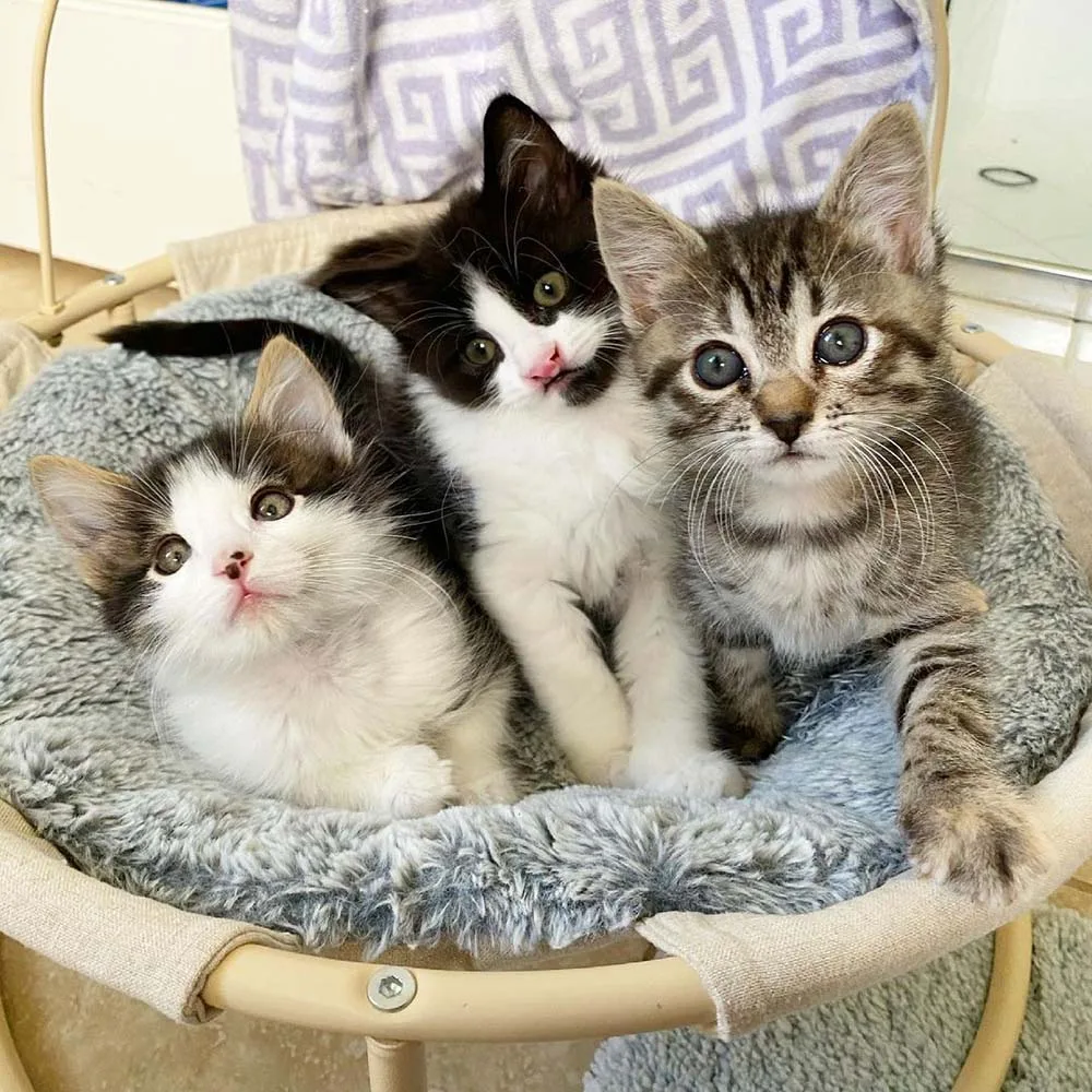 Hermosos gatitos bebés Hermosos gatitos bebés