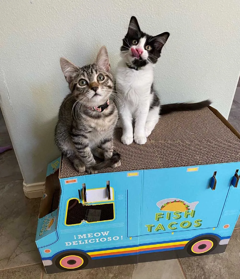 Hermosos gatitos jugando