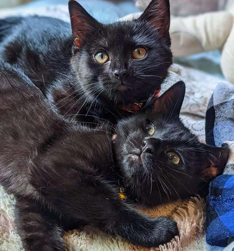 Hermoso gatitos encontrados juntos