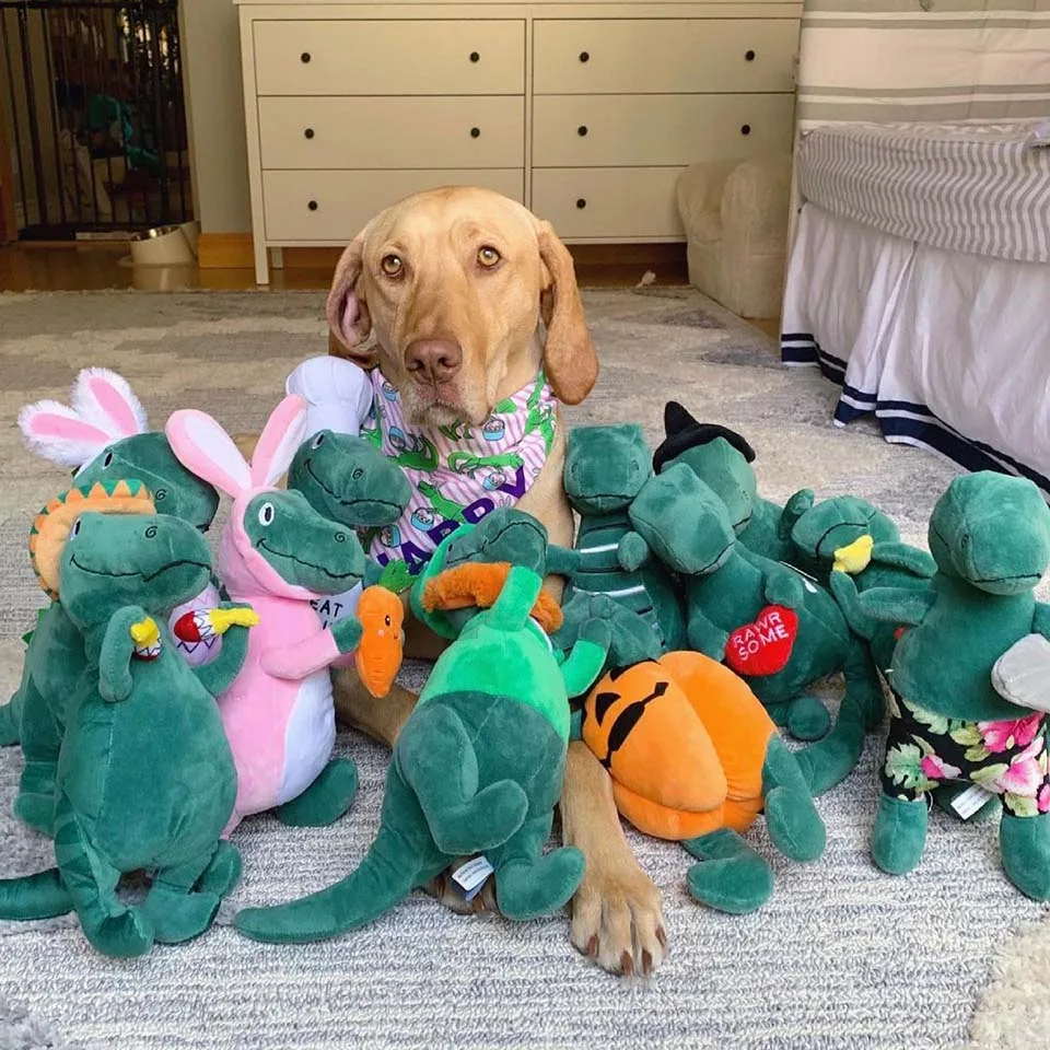 Mascota junto a sus juguetes