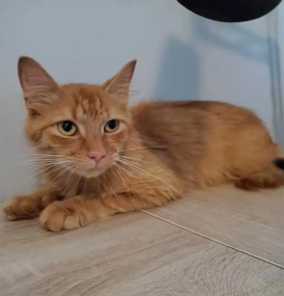 Mildred nuevo hogar