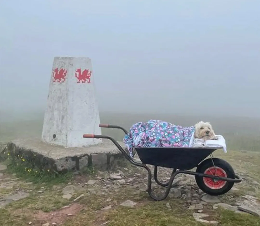 Monty en la cima