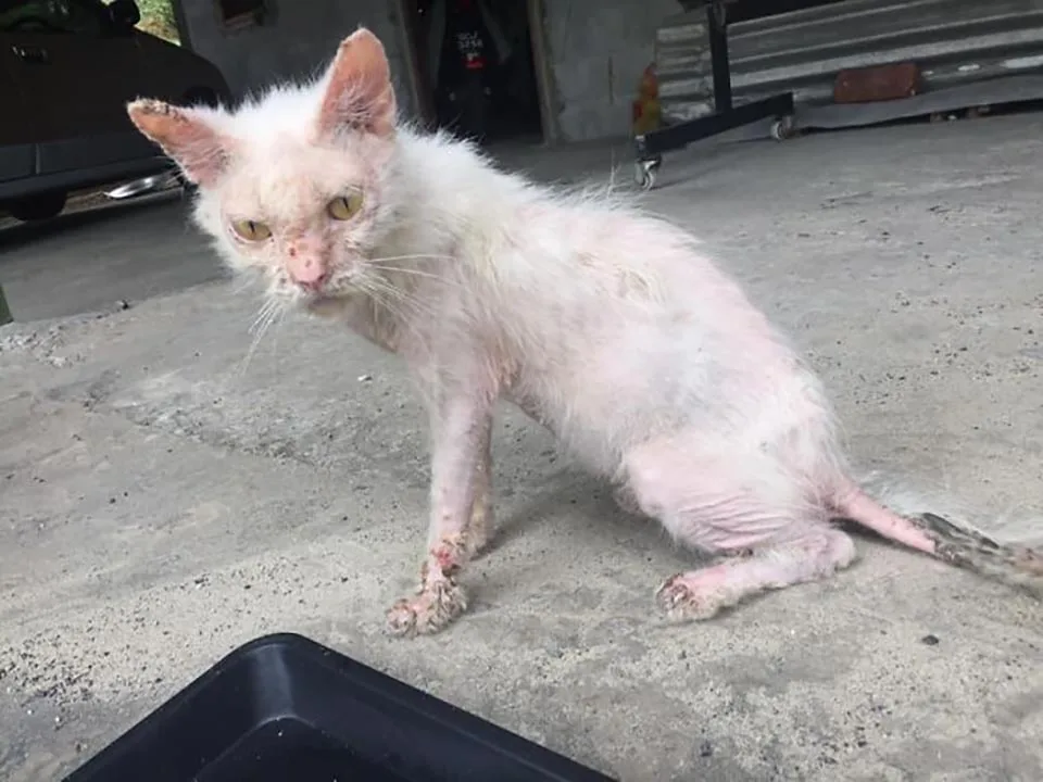 Mujer salvó a un gatito herido de las calles