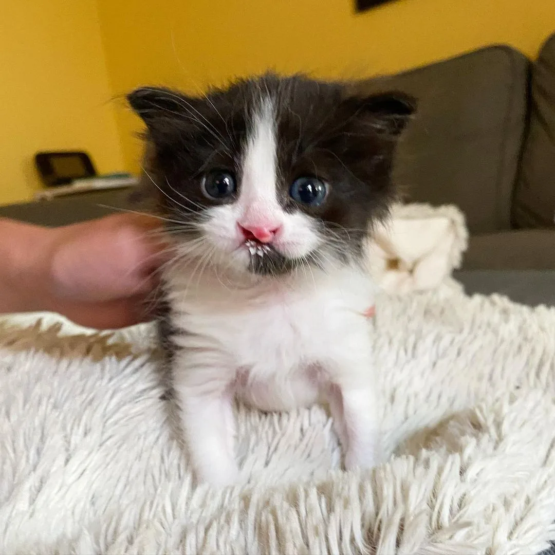 Pequeño gatito rescatado Pequeño gatito rescatado