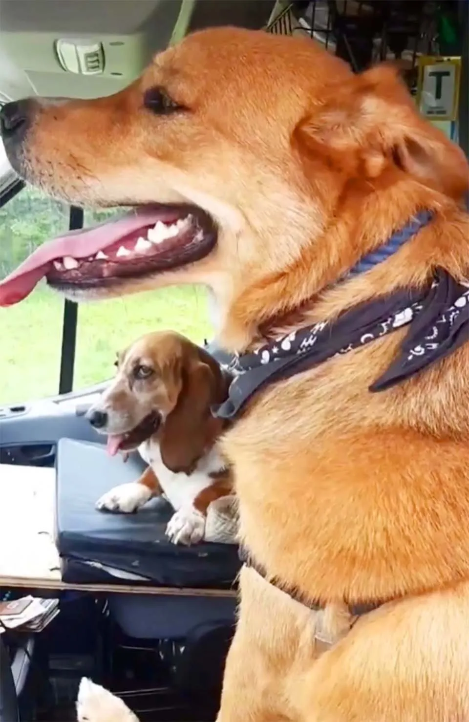 Perrito rescatado en un accidente