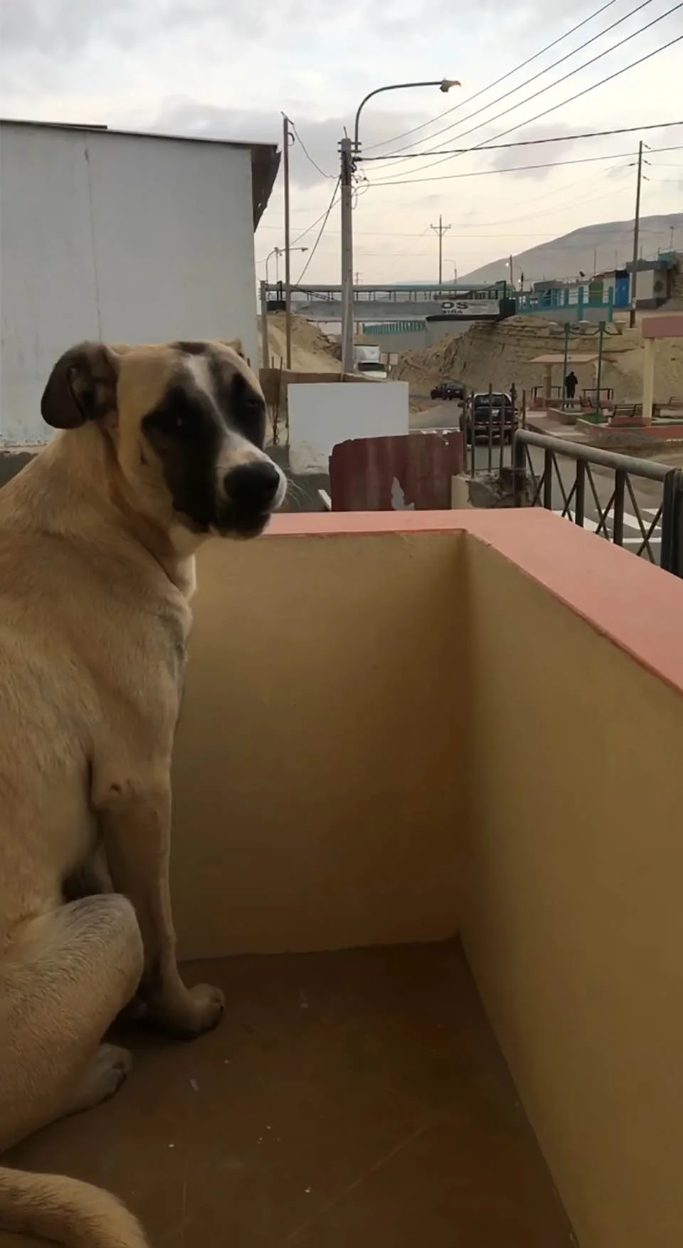 Perrito con ansiedad por separación espera a su papá todo el día