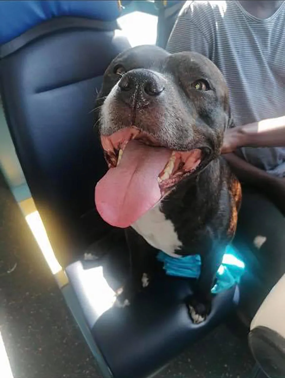 Perrito en el autobús