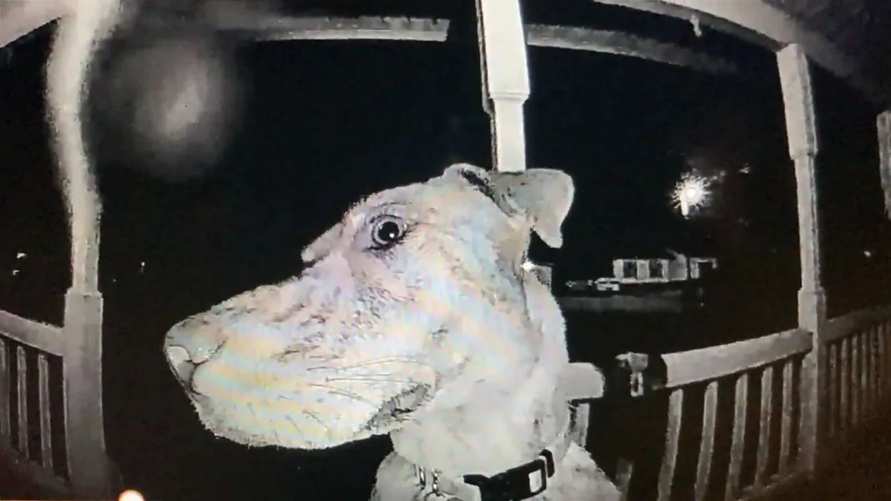 Perrito toca el timbre