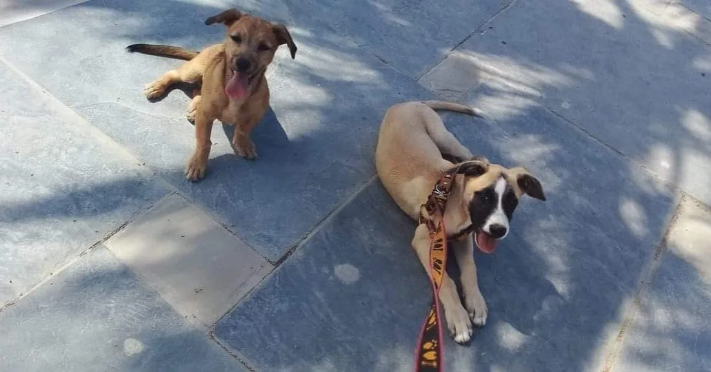 Perritos descansando en la acera