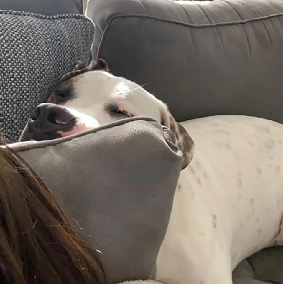 Perro abandonado