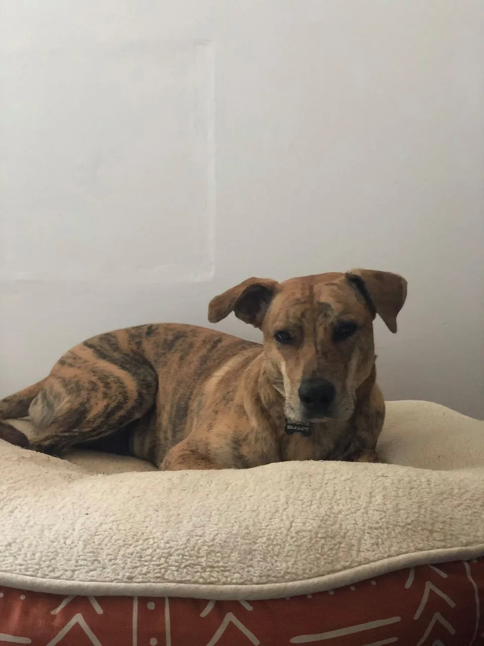 Perro desaparecido regresa a casa