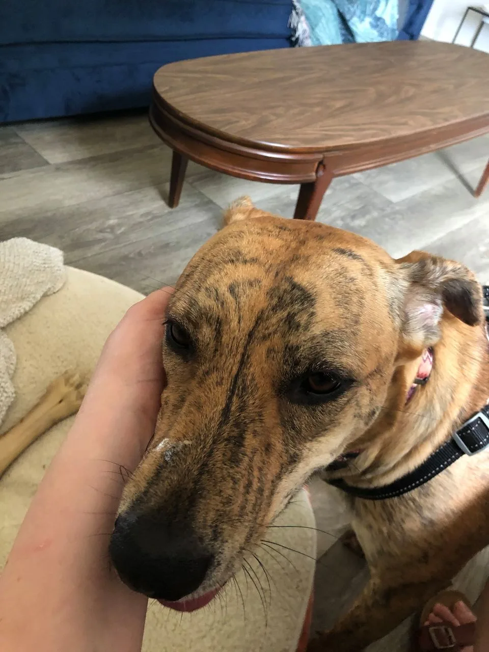 Perro desaparecido regresa a casa