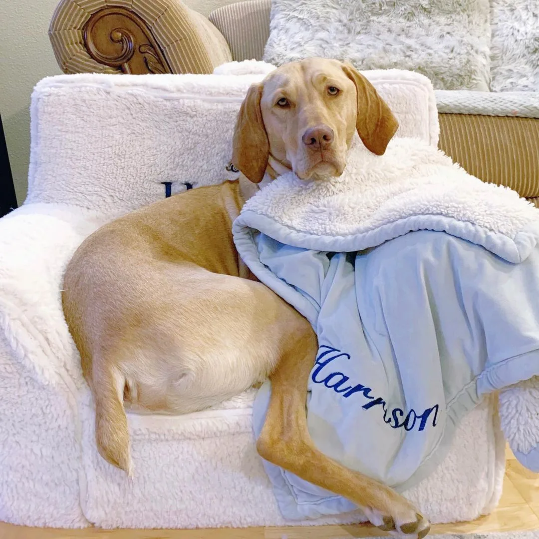 Perro en su silla