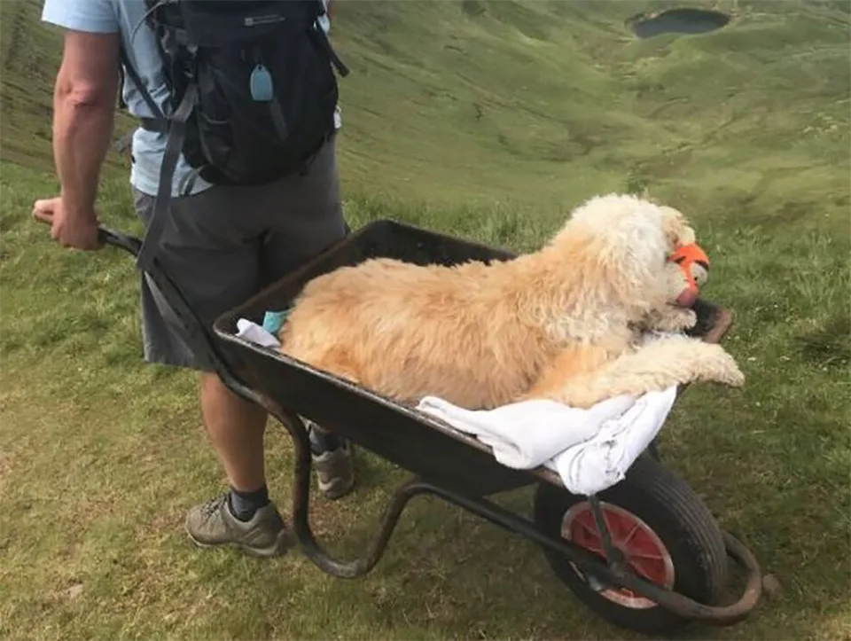 Perro enfermo paseando