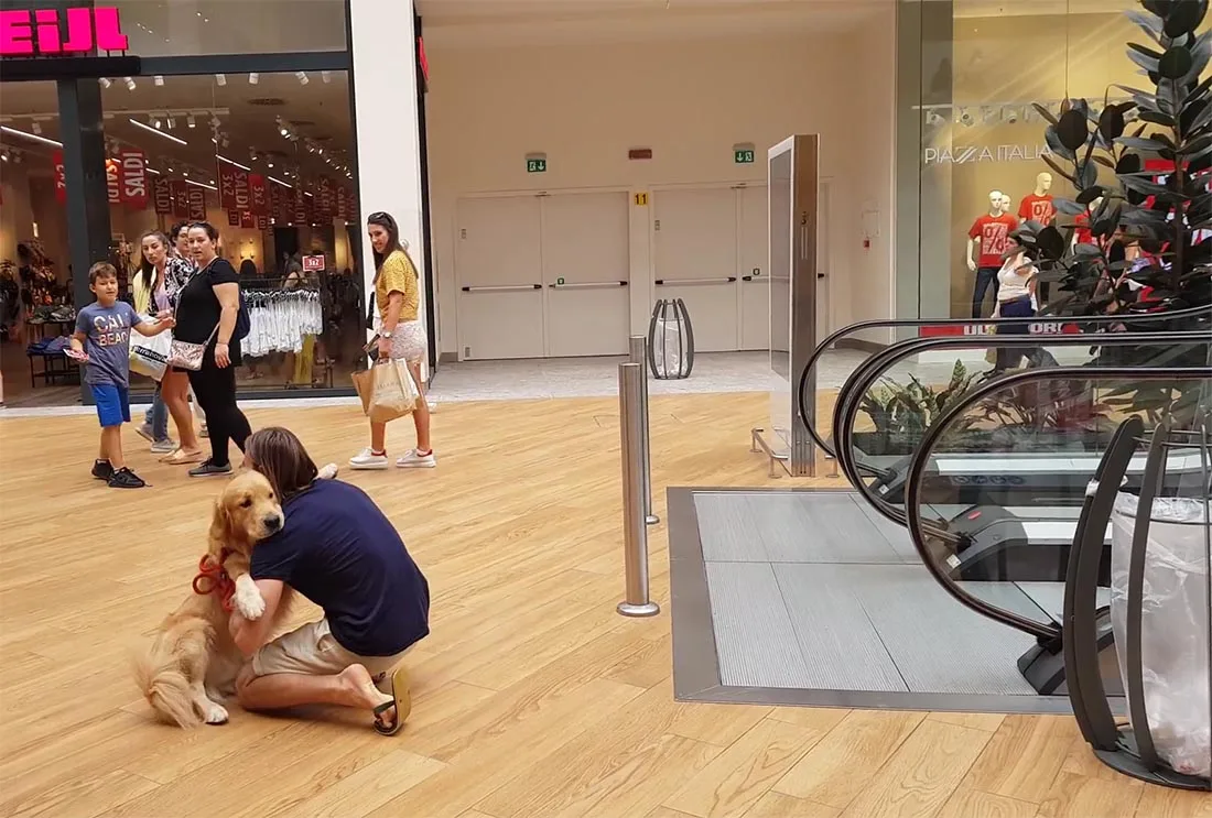Perro le teme a la escalera eléctrica