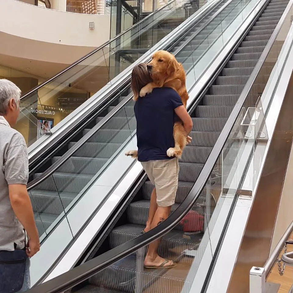 Perro le teme a las escaleras eléctricas