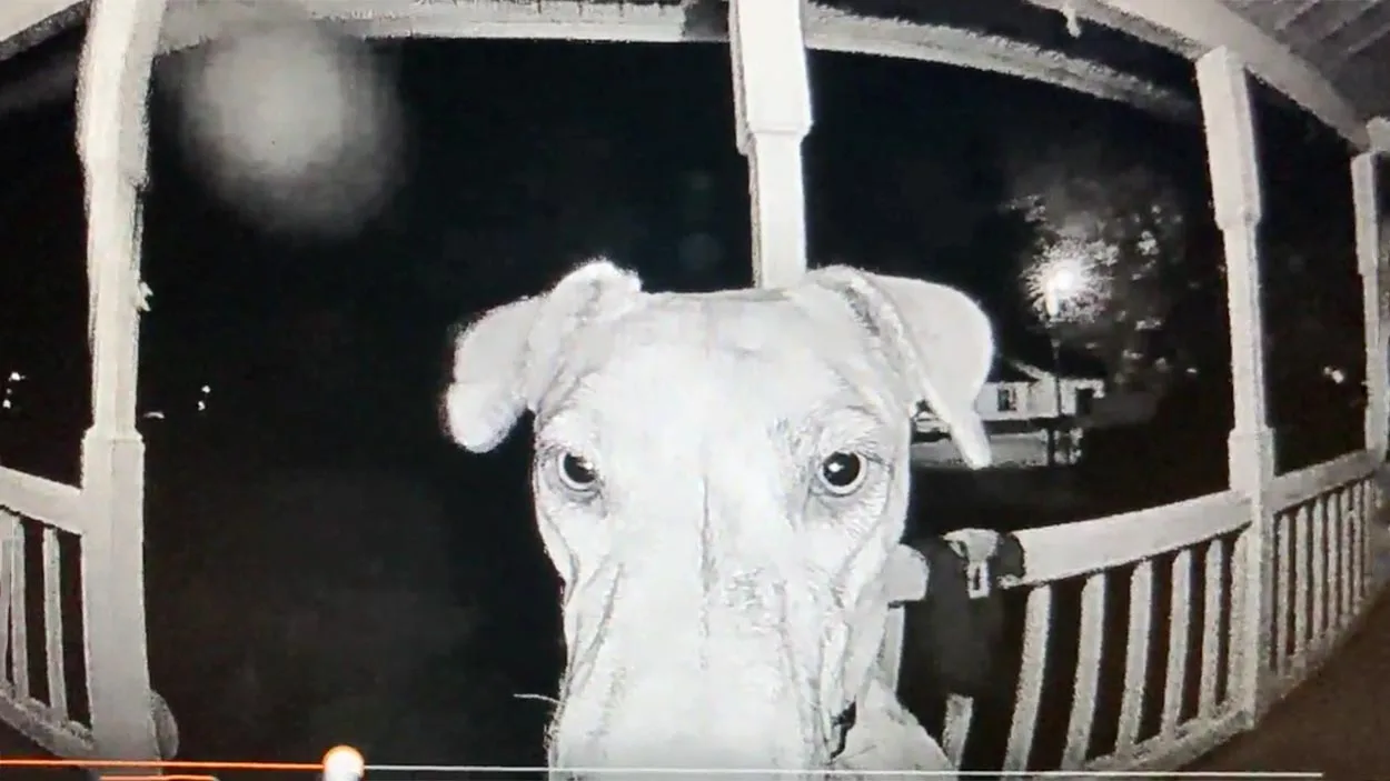 Perro regresa a casa
