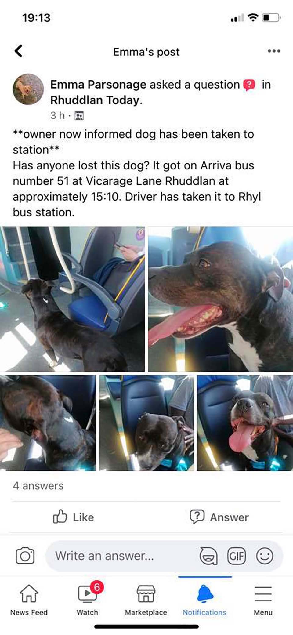 Perro se escabulló para tomar el autobús