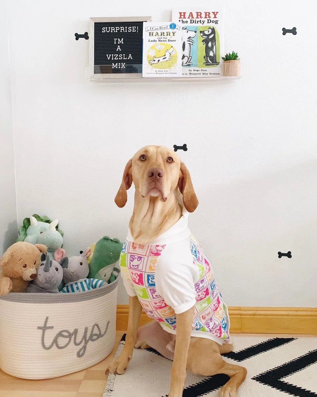 Perro y sus juguetes