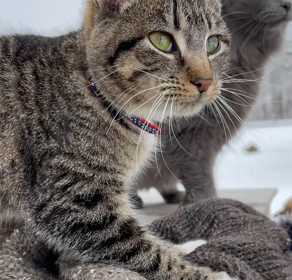 Adorable Ernest