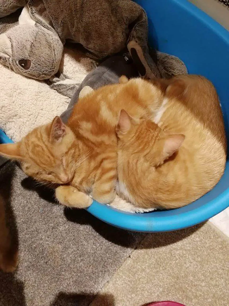 Adorables gatitos naranja