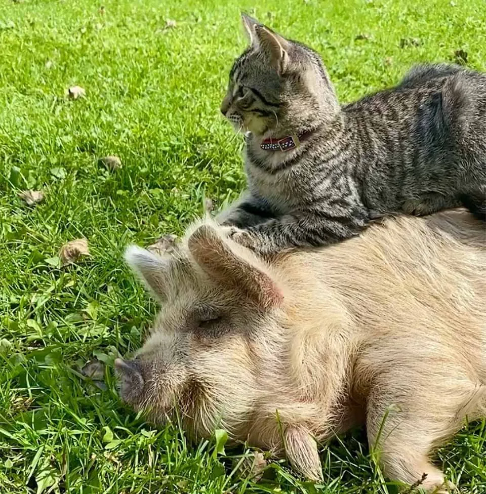 A este gato le gusta