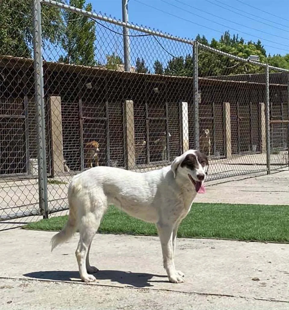 Animal rescatado Nowzad