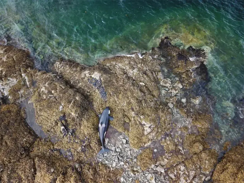 Ballena atrapada rocas