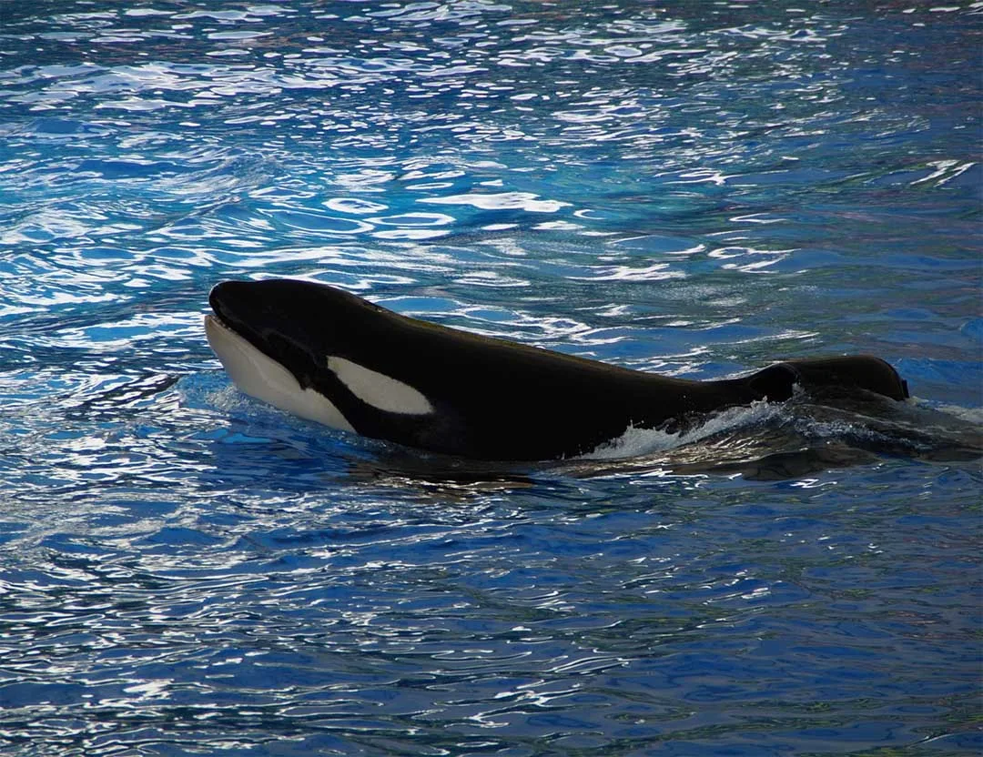 Ballena orca