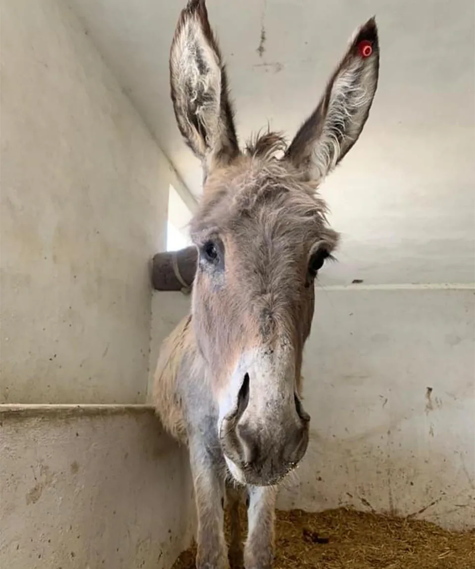 Burro rescatado