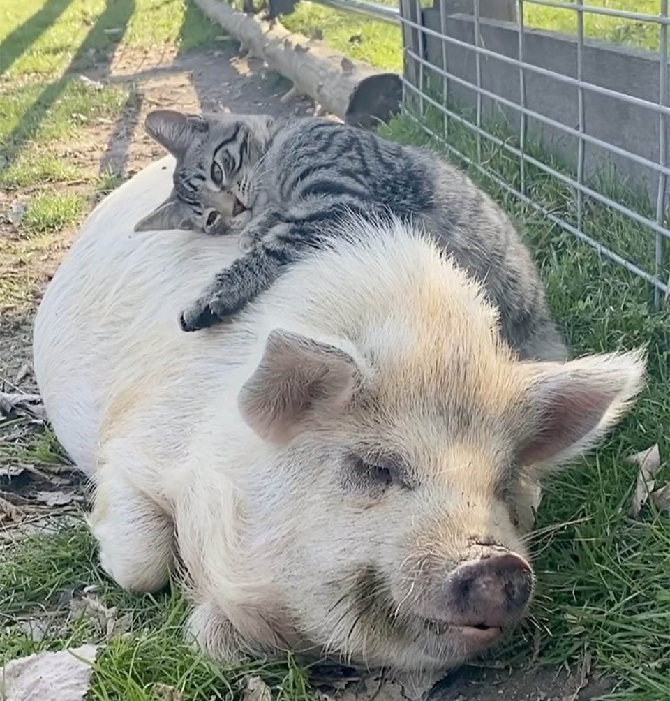 Ernest abrazando cerdo