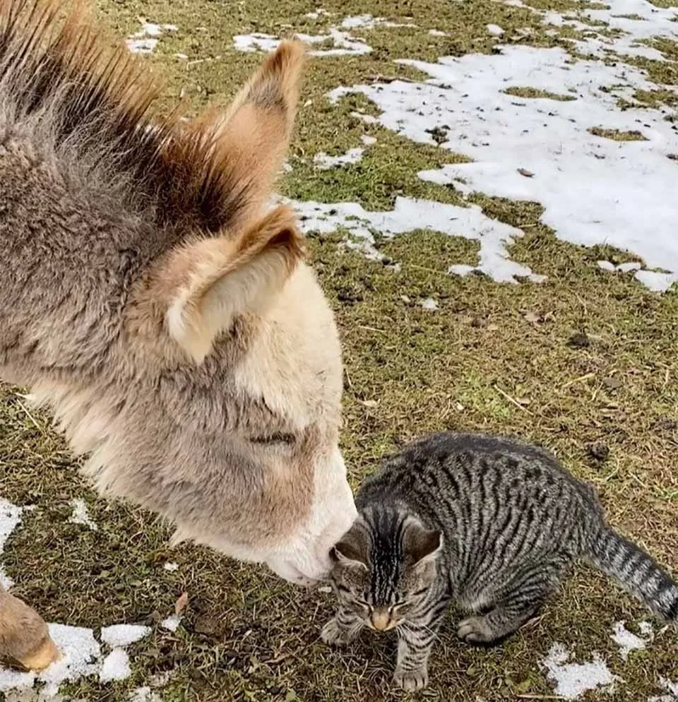 Ernest y burro
