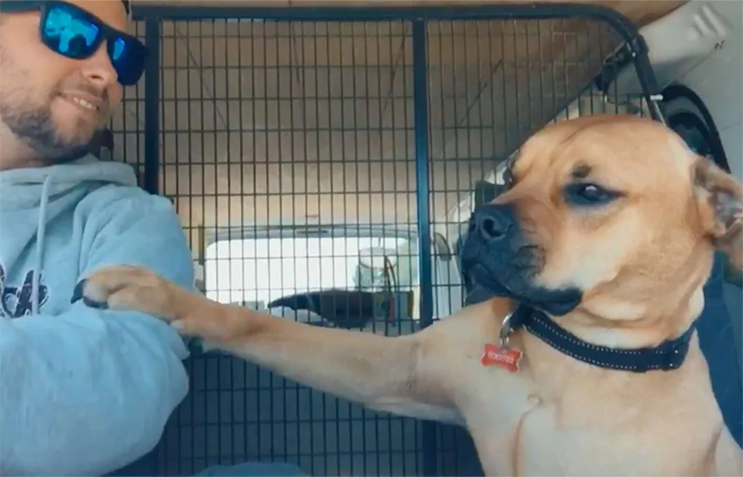 Este perro rescatado