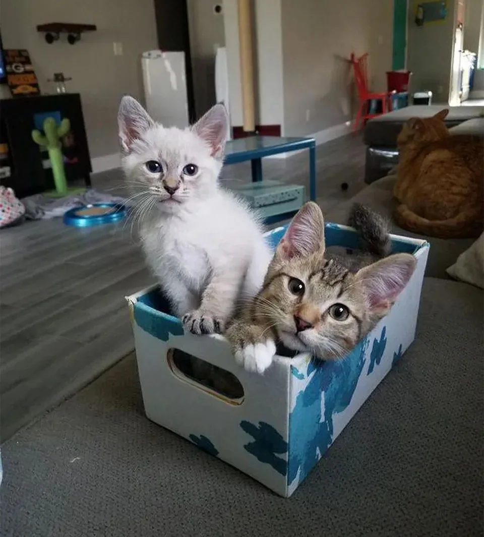 Felinos disfrutando vida