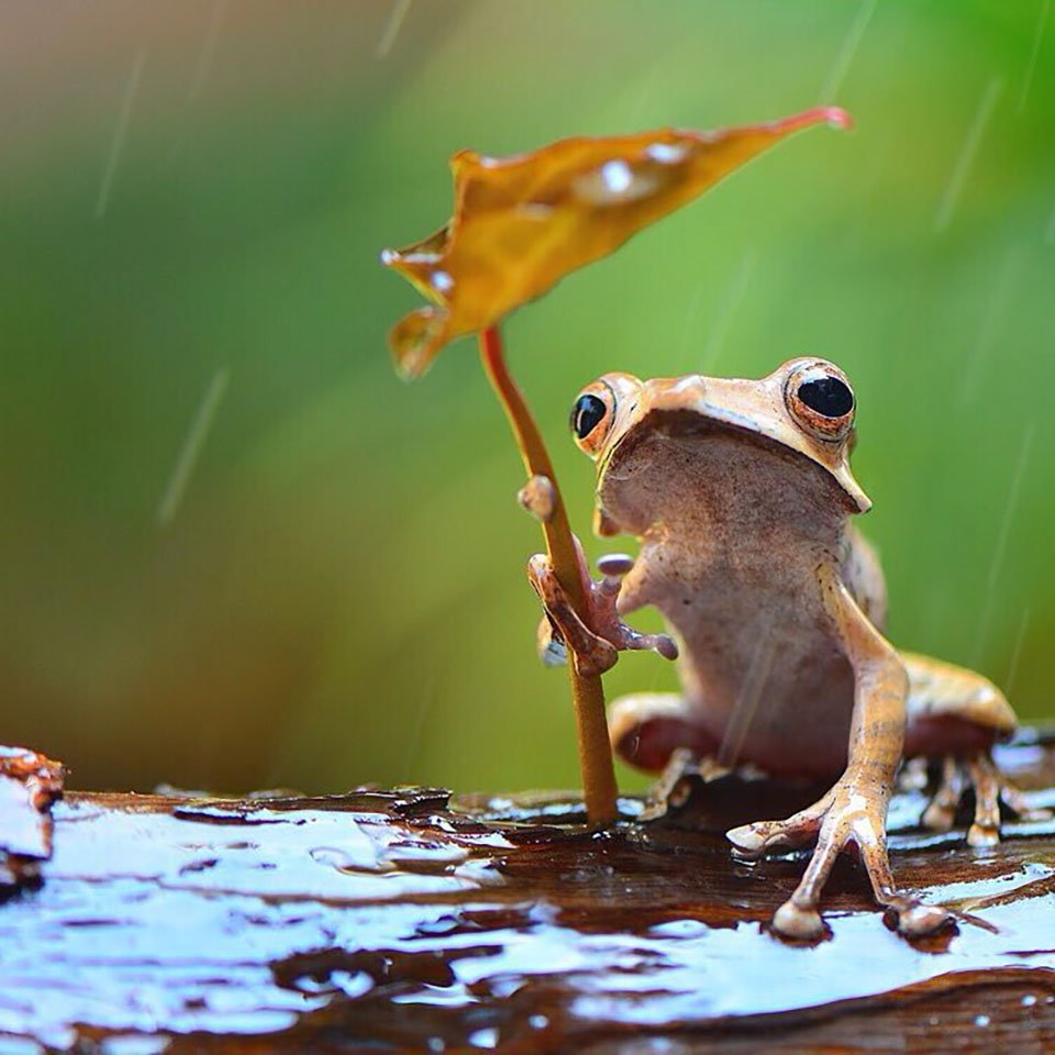 Fotógrafo nota ranas bajo la lluvia