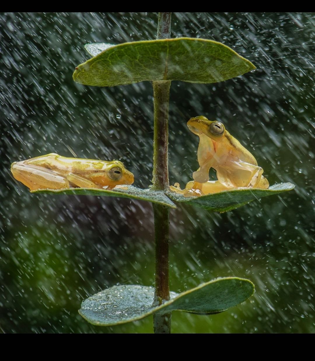 Fotógrafo nota ranas compartiendo bajo la lluvia