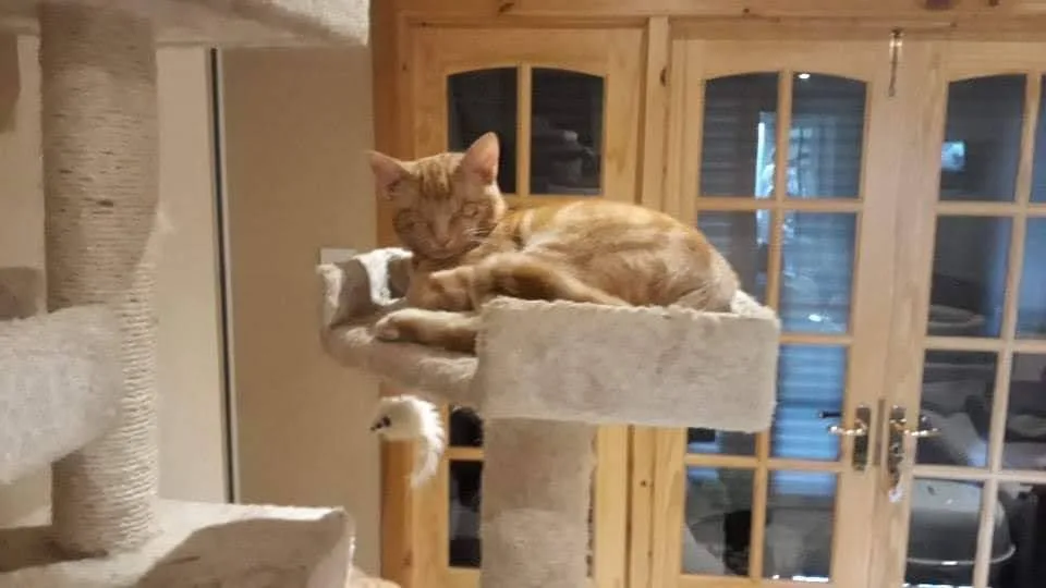 Gatito naranja ciego