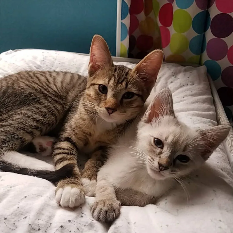 Gatitos forman vínculo especial