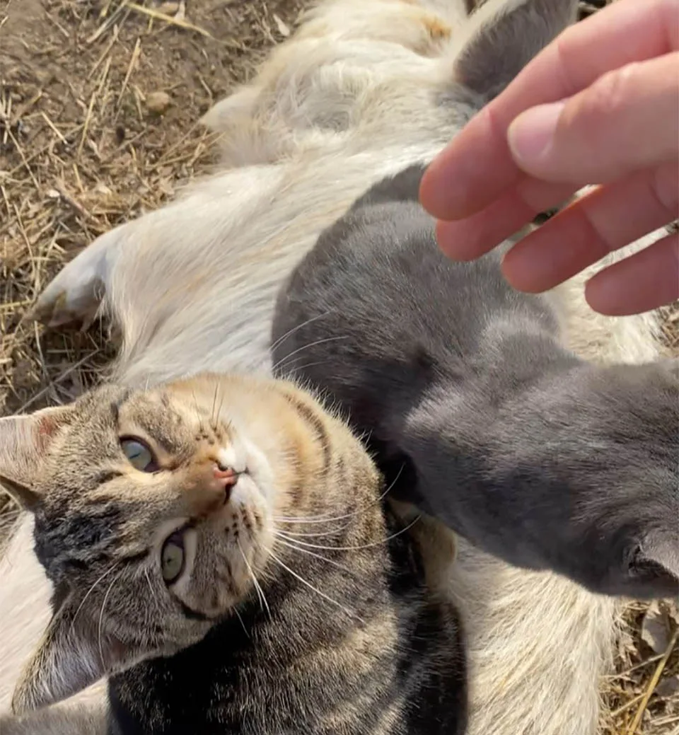 Gato masajea