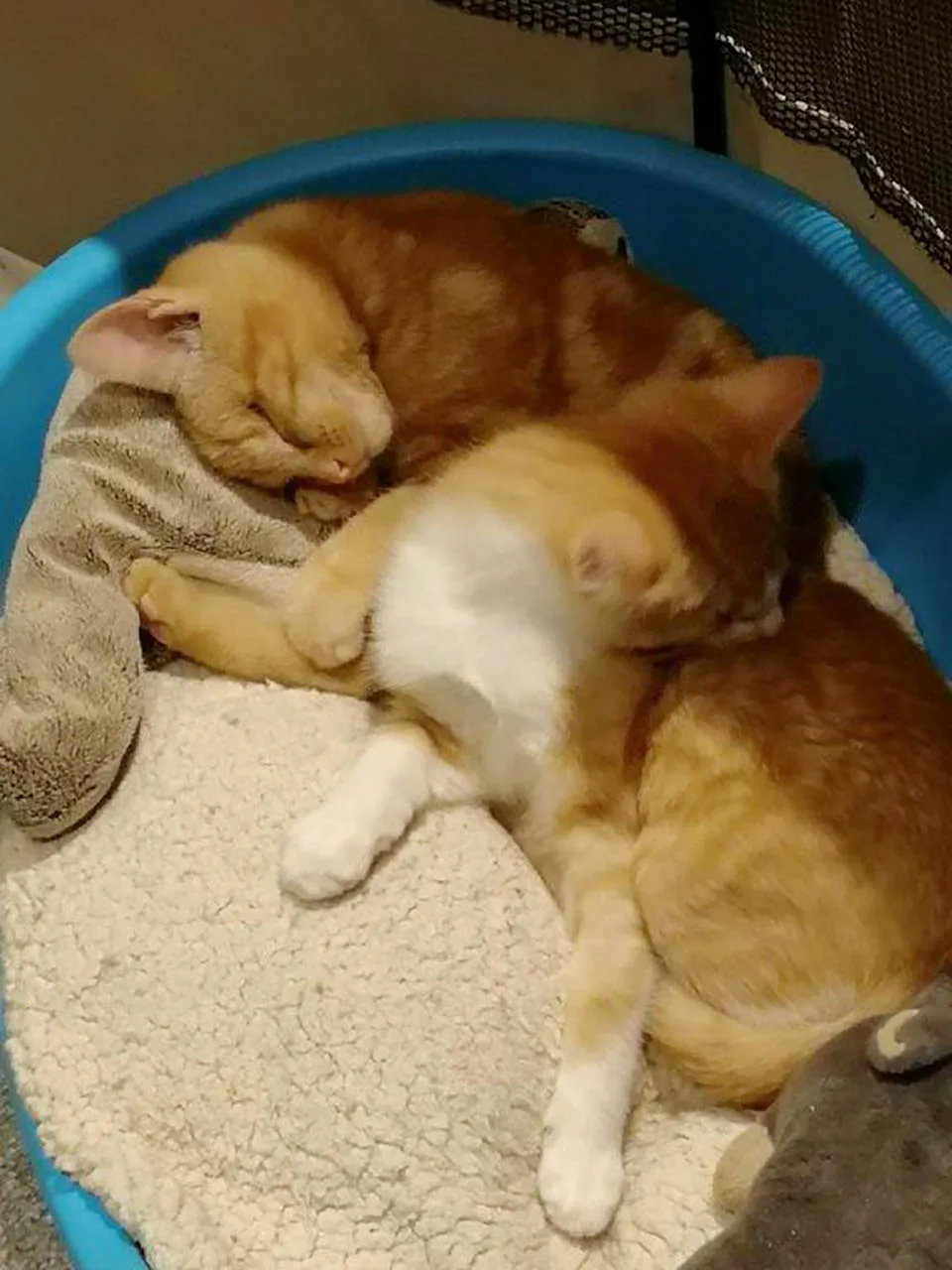 Gatos durmiendo
