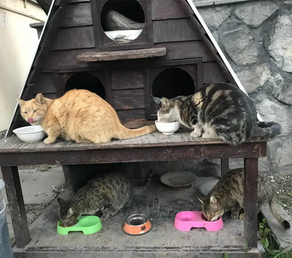 Gatos rescatados