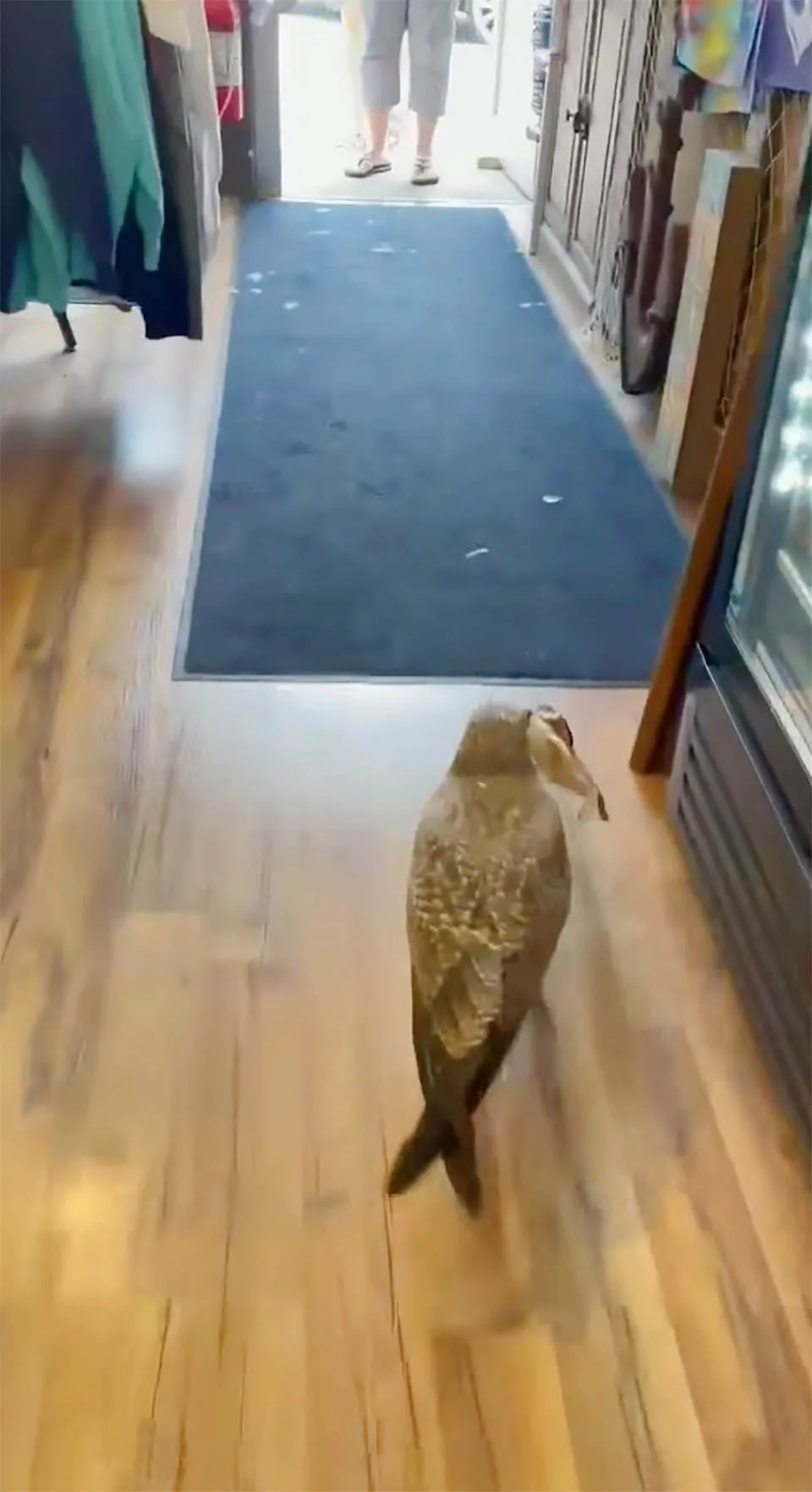 Gaviota ve un pez de juguete en tienda de regalos
