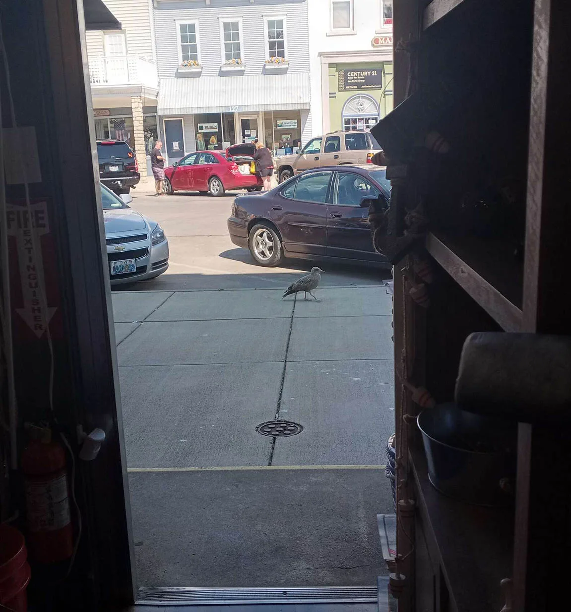 Gaviota ve un pez de juguete en una tienda