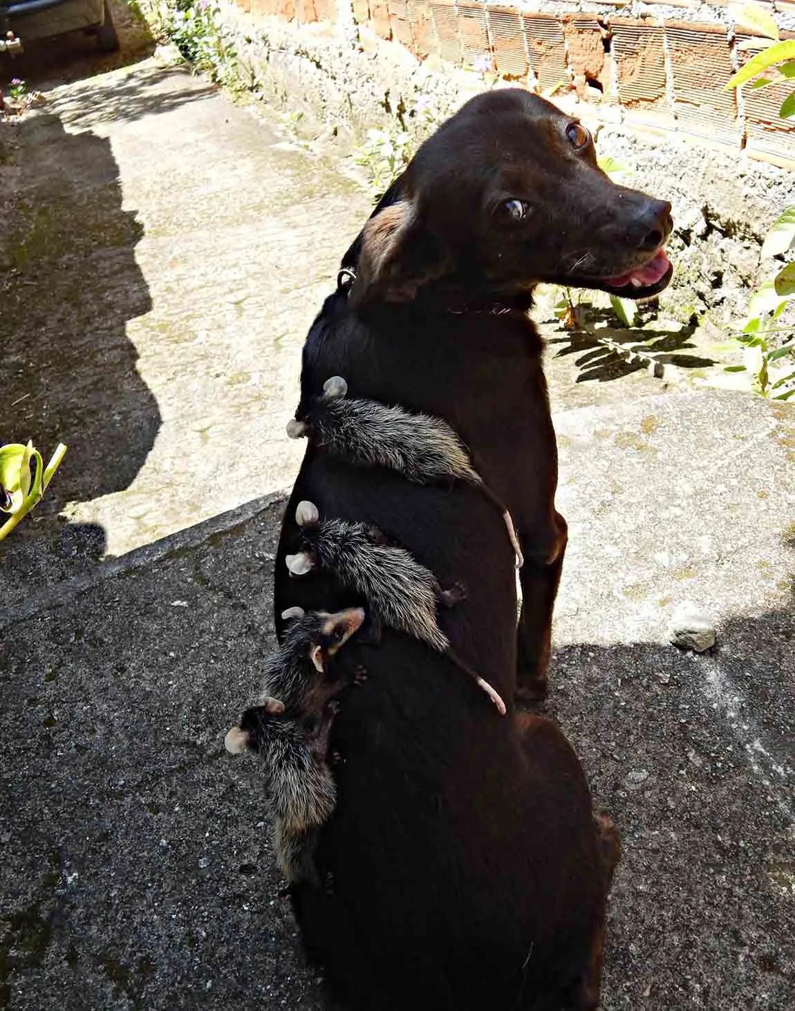 Hermosa perrita adopta a zarigueyas bebés