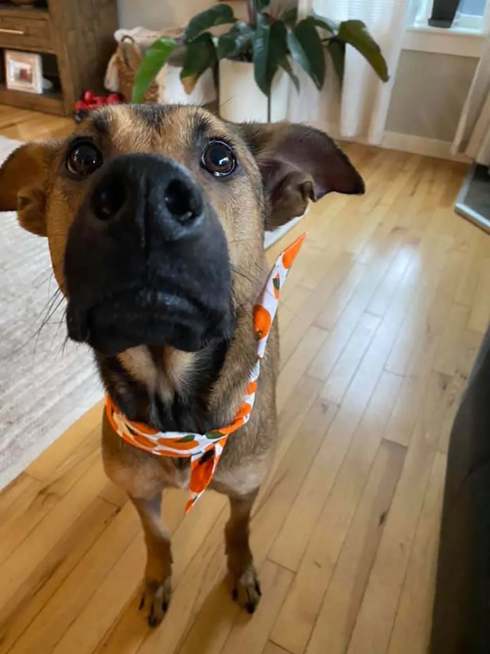 Hermoso perrito de rescate