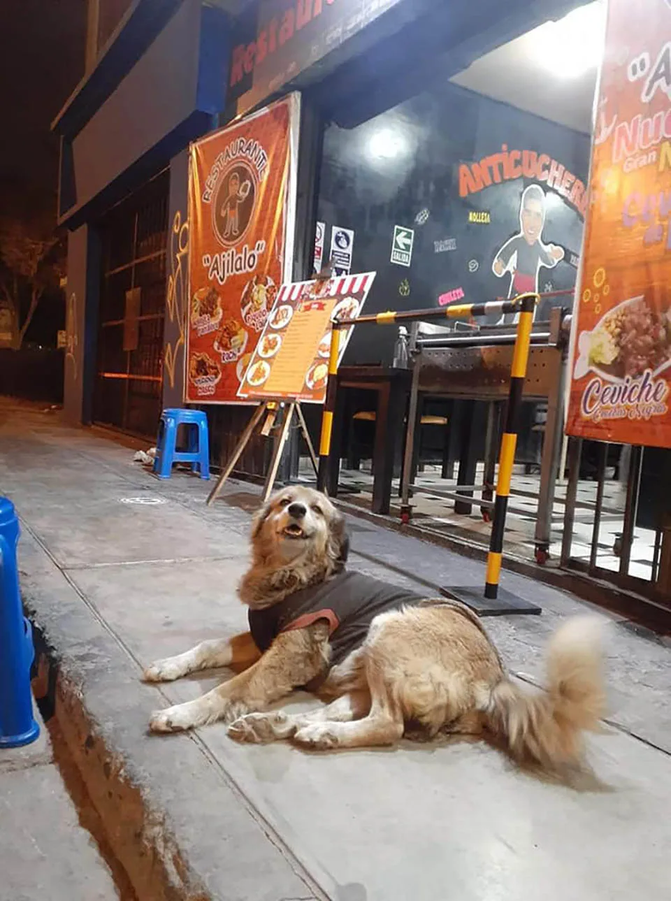 Hermoso perrito